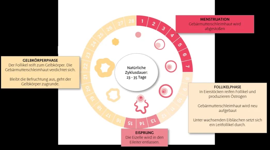 Die häufigsten periode symptome: Was Sie erwarten sollten und wie Sie helfen können