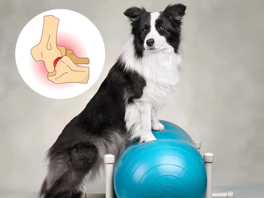 Effektive Medikamente gegen Arthrose bei Hunden: Schmerzlinderung und mehr