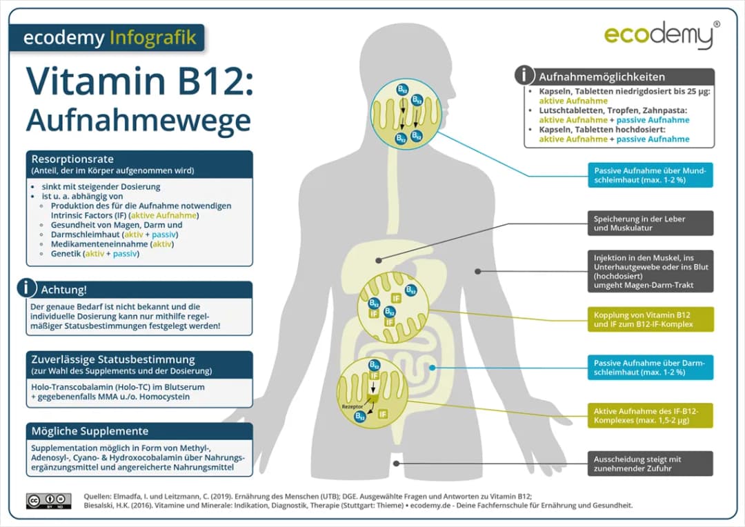 Wichtige Informationen zur Vitamin B12 Ergänzung für Ihre Gesundheit