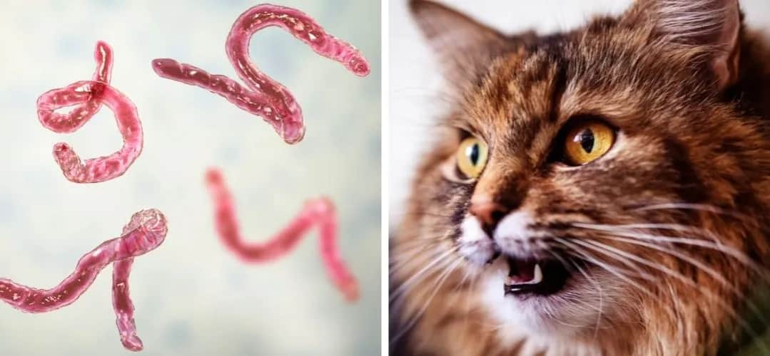 Würmer bei Katzen: Symptome erkennen und rechtzeitig handeln