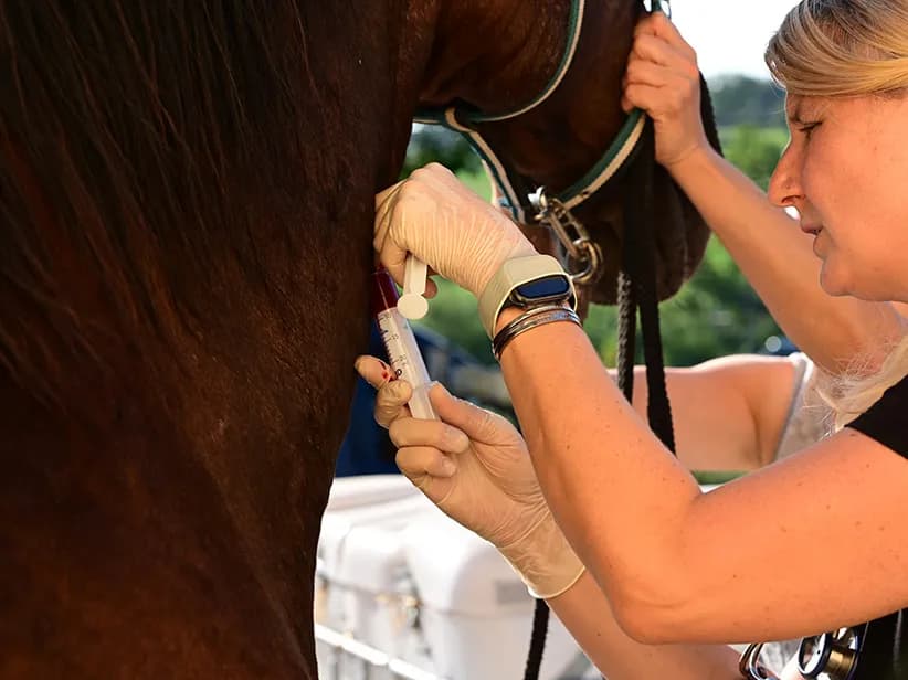 Kosten Blutuntersuchung Pferd: Was Sie wirklich bezahlen müssen